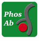Slingshot-1L (Ser-978), phospho-specific Antibody