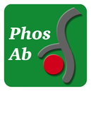 IκBα (Ser-32/Ser-36), phospho-specific Antibody